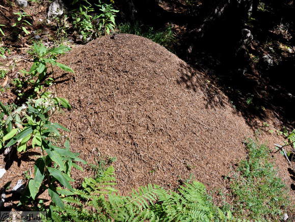 Anthill