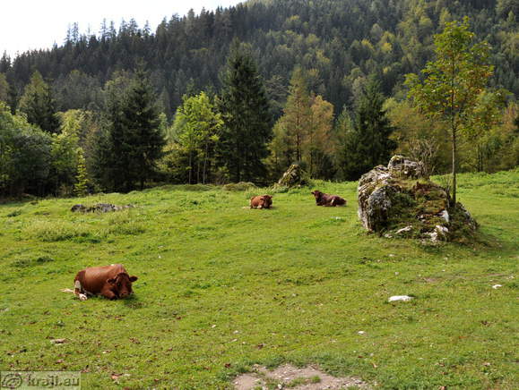 Krave v Robanovem kotu