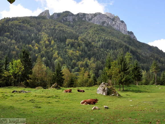 Krave in Turnica (1214 m) v ozadju