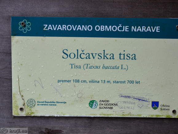 Solcava - Solcava Yew