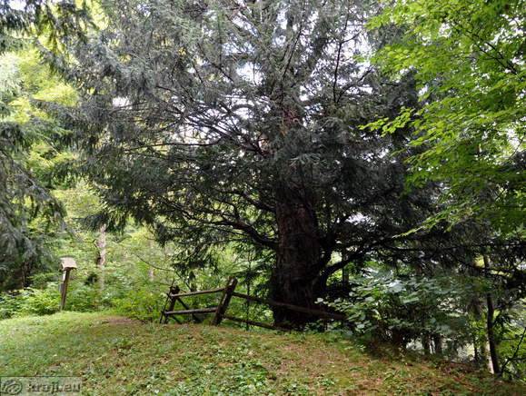 Solcava - Solcava Yew