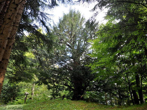 Solčavska tisa
