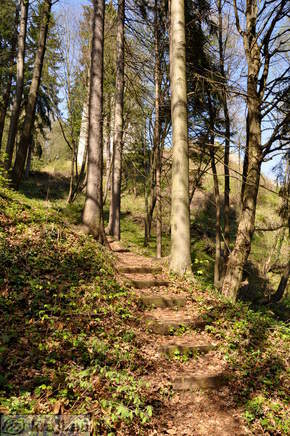 Path through the forest