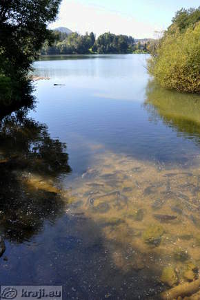 Ribe v Škalskem jezeru