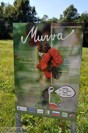 Velenje Seen - Obstwald Studiengang