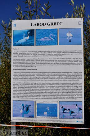 Informativna tabla - Labod Grbec