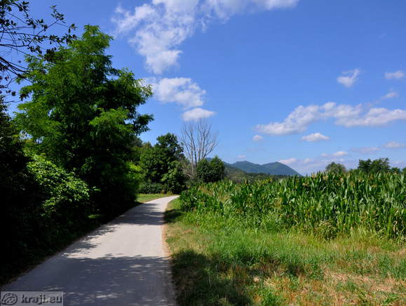 Pot mimo koruznega polja