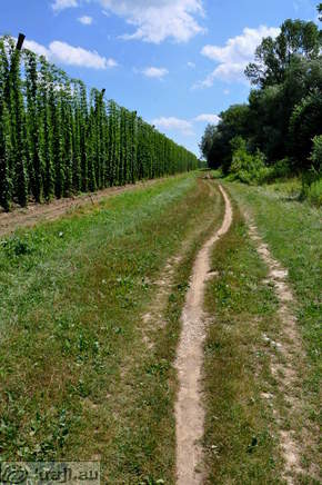 Pot ob nasadu hmelja