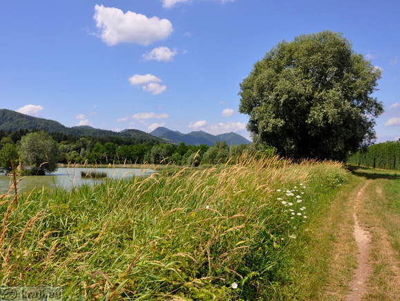 Pot ob ribniku Vrbje