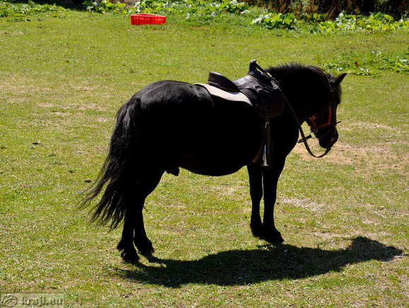 Pohorsko kmečko dvorišče - Poni