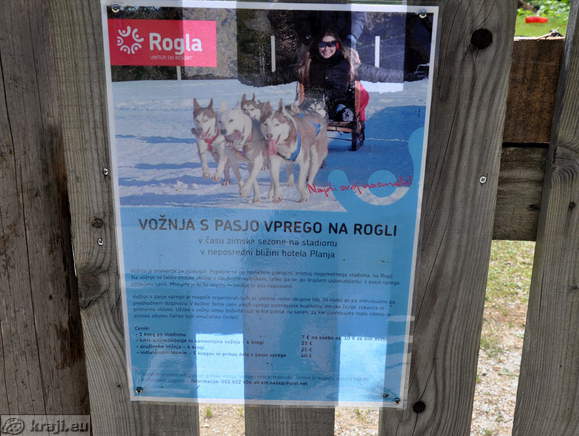 Vožnja s pasjo vprego na Rogli