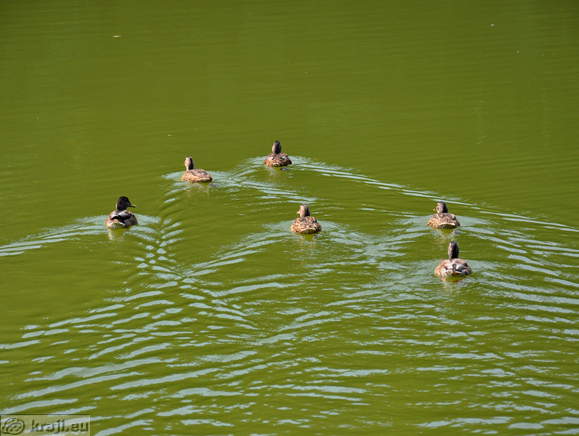 Ducks on the lake
