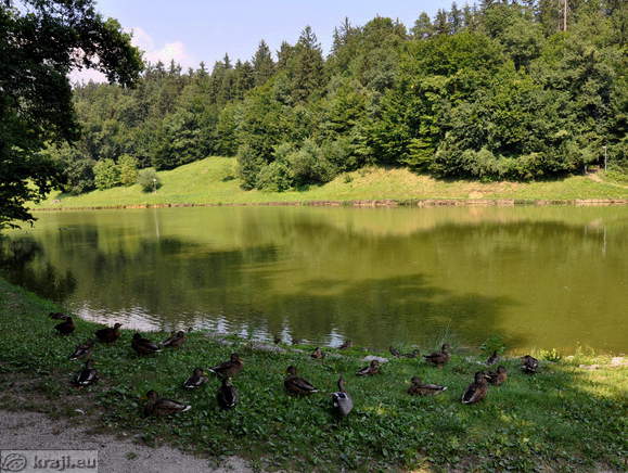 Ducks by the lake