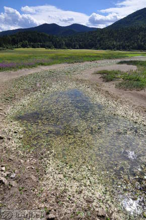 Strzen Stream in summer