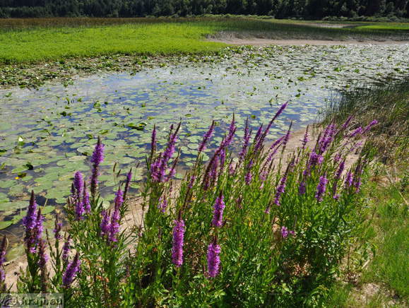 Flowers around Strzen Stream