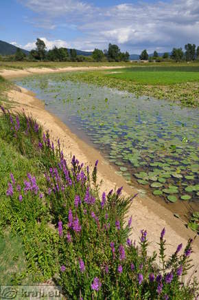 Strzen Stream and the bridge in the background