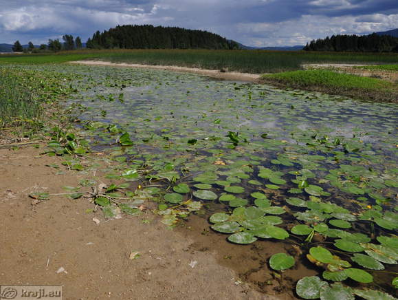 Strzen Stream with water lilies