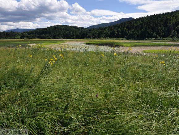 Meadows around Strzen Stream
