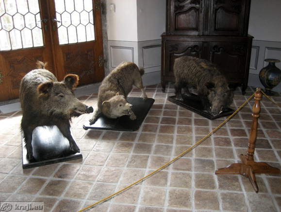 Nagačene živali - merjasec ...