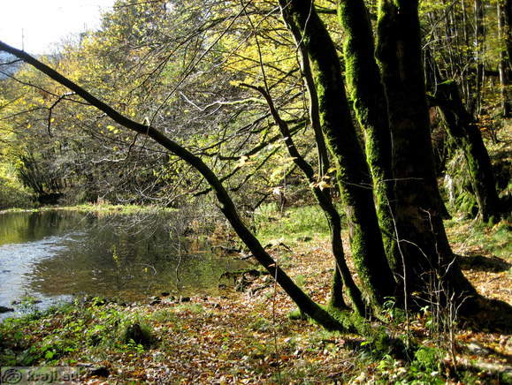 Obrečni poplavni gozd - vrbovje v Rakovem Škocjanu