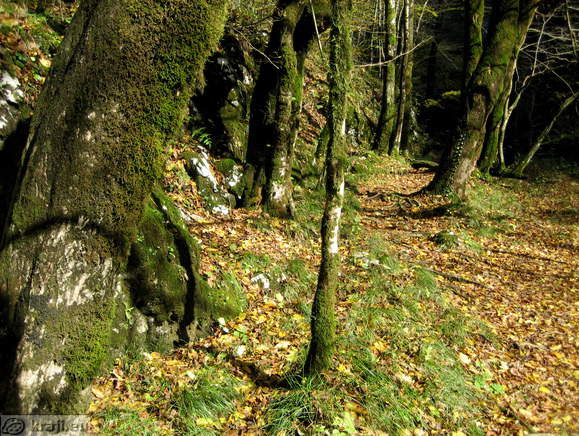 Peš pot od izvira Raka proti Hotelu Rakov Škocjan