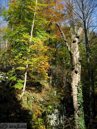 Gozd obarvan v jesenske barve