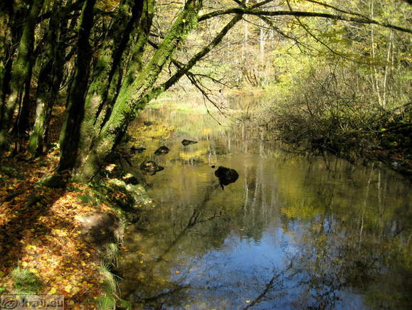 Obrečni poplavni gozd in potok Rak