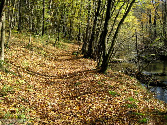 Pot ob desnem bregu potoku Rak