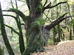 Rakov Skocjan - Old oak dob, Forest plants groups - Rakov Škocjan - Star hrast - dob