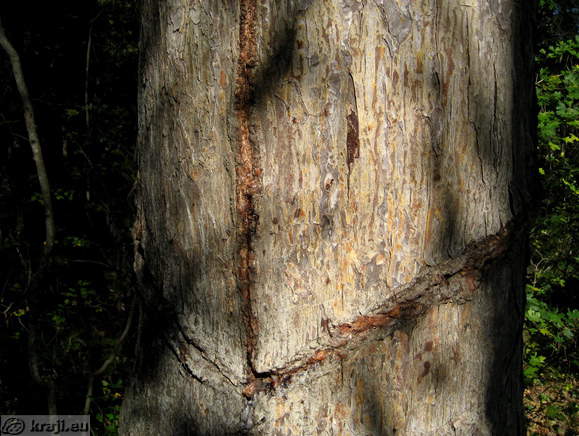 Skocjan Naturlehrpfad