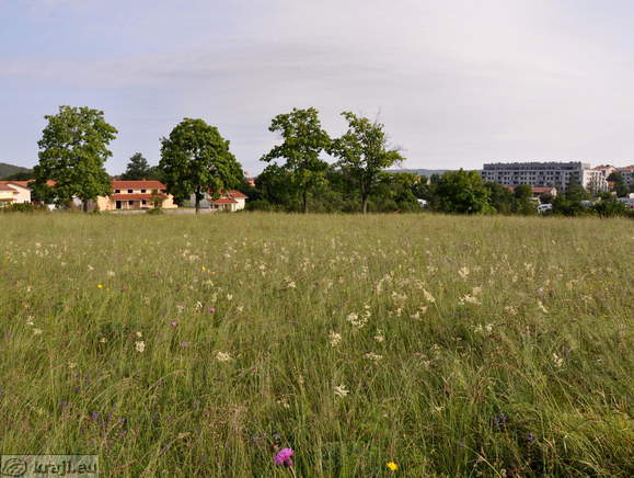 Pogled na Divačo s poti okrog udornice Risnik