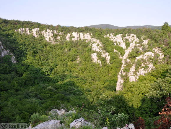 Bujna vegetacija v udornici Risnik