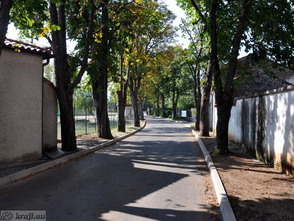 Avenue planted with trees in Gorjansko