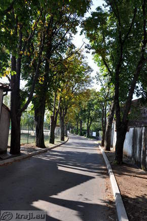 Avenue planted with trees
