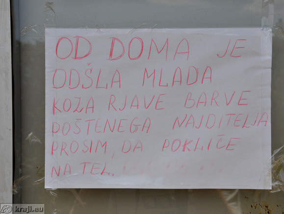 Oglas o izgubljeni mladi kozi z oglasne deske v vasi Sveto