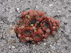 Volcji Grad - Cactus on the scarp 
