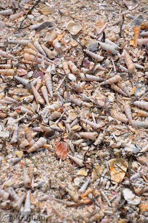 Sv. Katarina - Pokopališče školjk