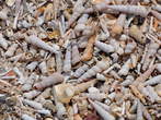 Sv. Katarina (Polje Bay) - Shell dunes (Shells Cemetery) - Školjčna sipina (Pokopališče školjk)
