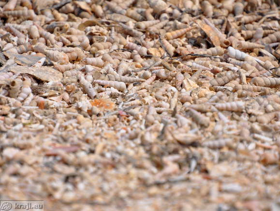 Pokopališče školjk