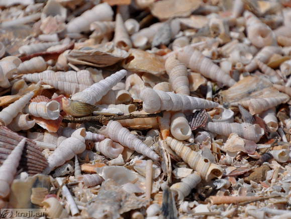 Pokopališče školjk