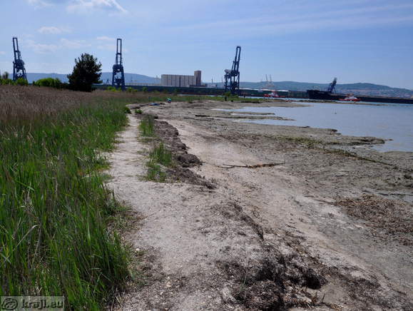 Školjčna sipina in Luka Koper