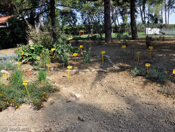 Debeli rtic (Dickheit)