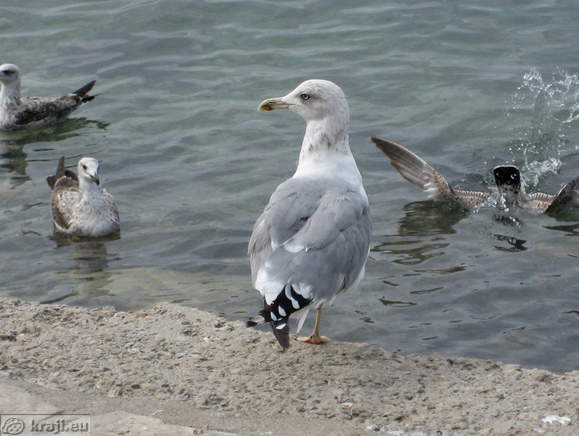 Izola - Petelinji rt (Hahn Kap) - Leuchtturm