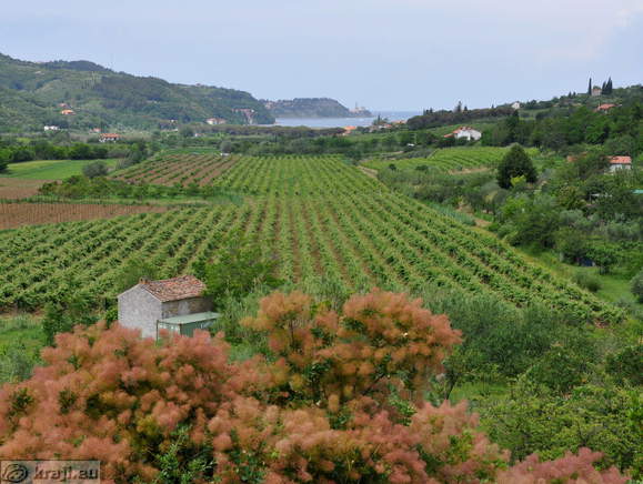 Fields in the hiterland of Strunjan, view in the Piran direction