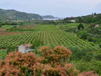 Izola-Portoroz - Fields in the hiterland of Strunjan, view in the Piran direction 