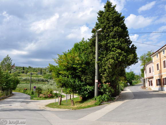 Seča pri Sečoveljskih solinah