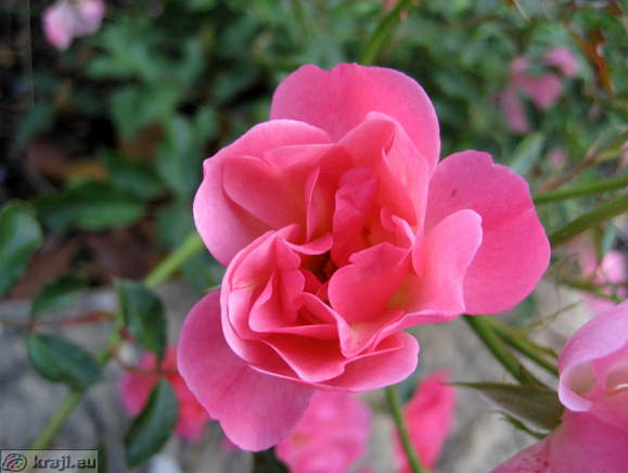 Portoroz - Villa Hl. Mark (San Marco) Portoroz - Villa Hl. Mark (San Marco)