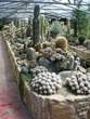 Garden of cacti - The best garden of cacti in Slovenia 