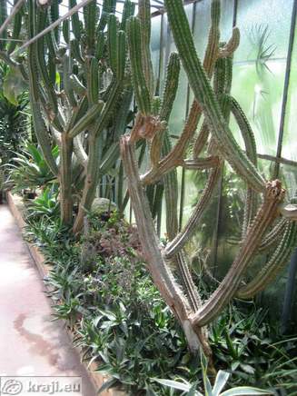 Kaktusi ob robu rastlinjaka