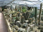 Garden of cacti - A lot of kinds of cacti 